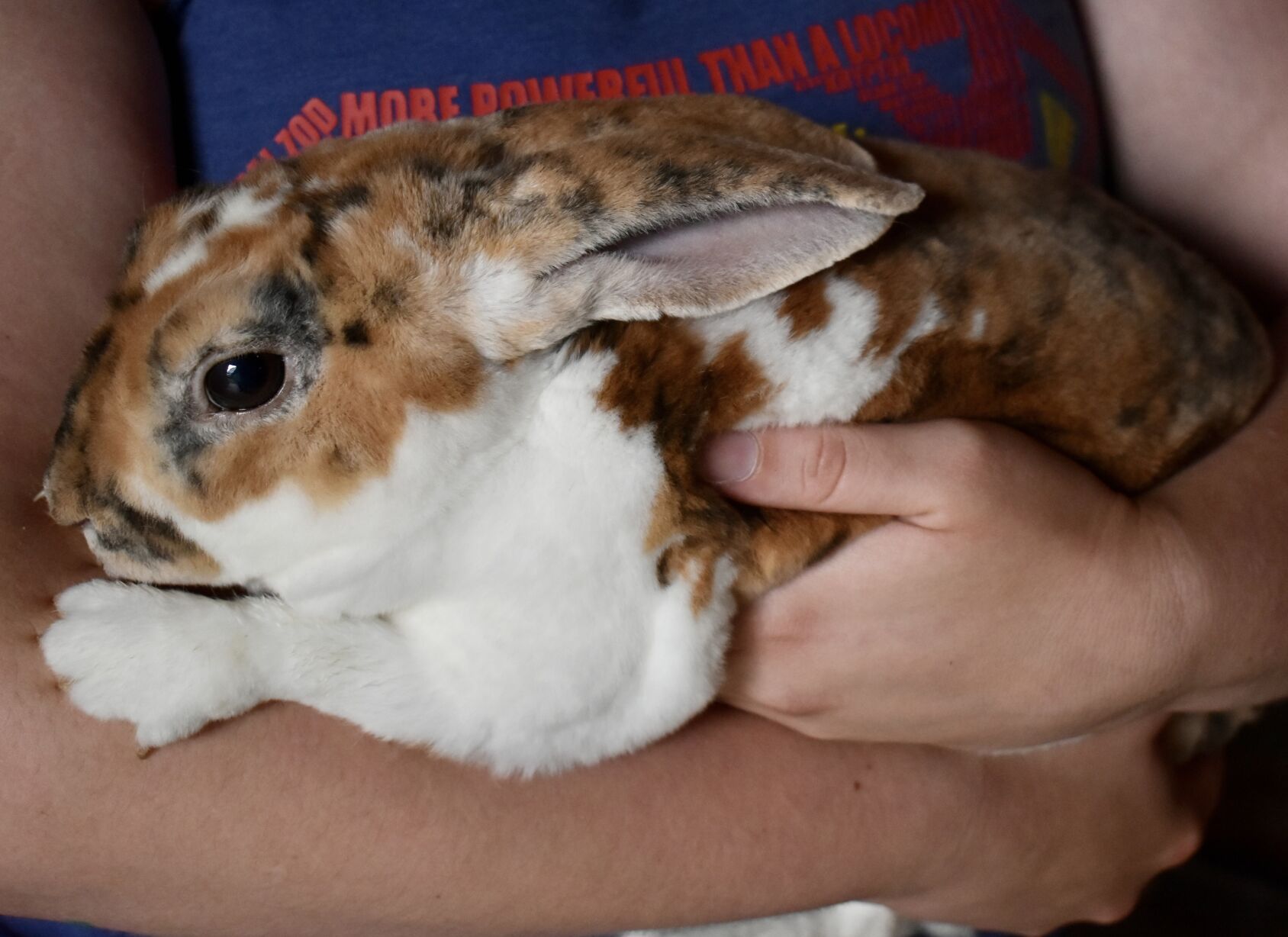 Tri rex hot sale rabbit