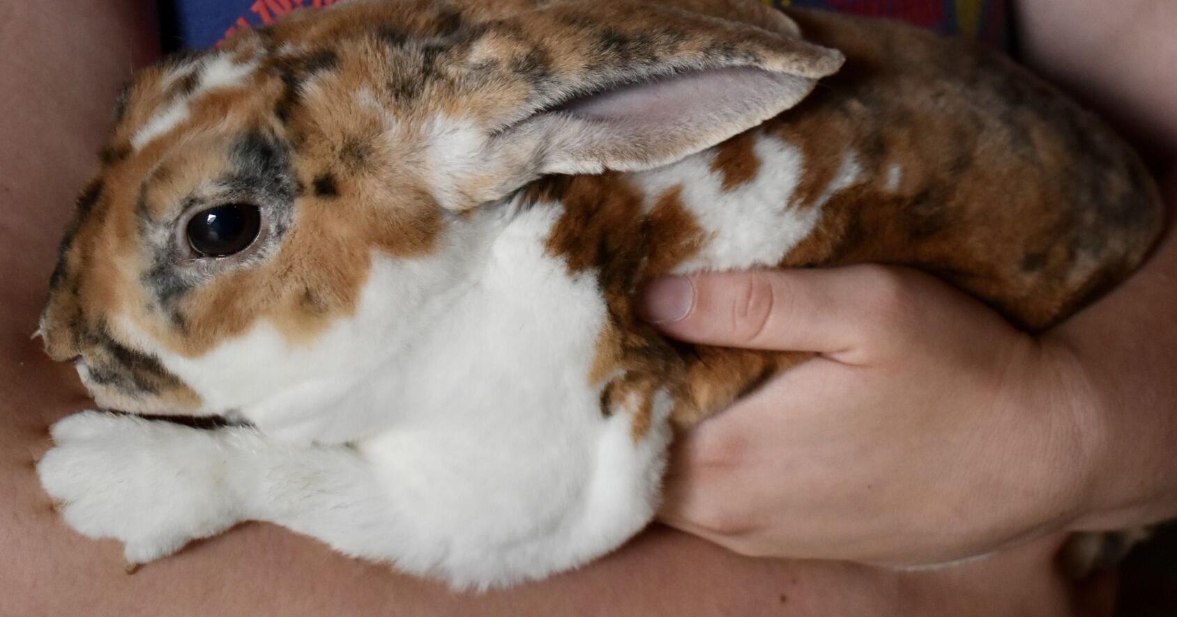 It's funny, but don't judge a bunny by its snuggle - Vimarsana News