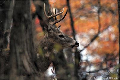 whitetail