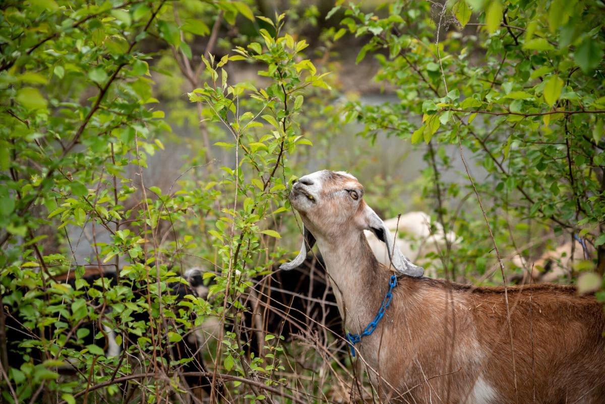 goats