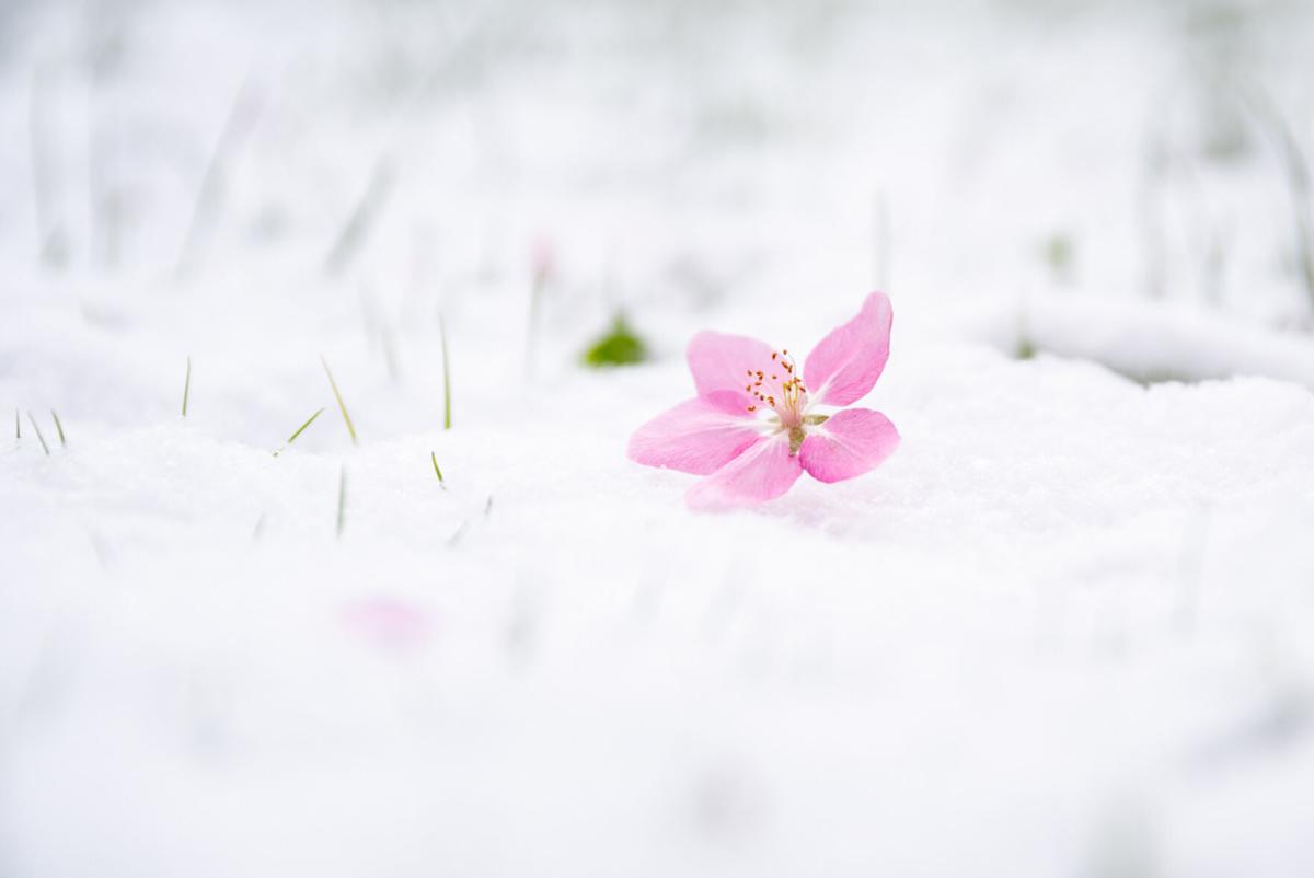 SpringSnow-TM-10.jpg