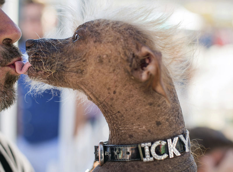 Deformed mutt is crowned World's Ugliest Dog Nation