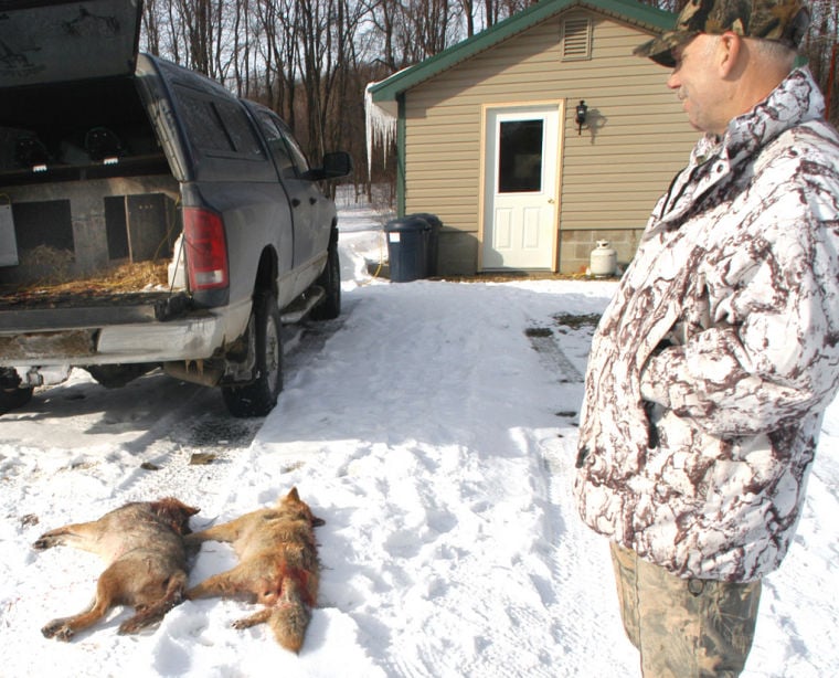 Coyote hunting greyhounds for hot sale sale