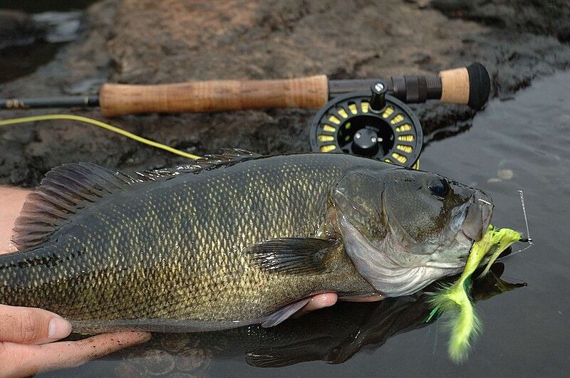 Smallmouth Bass - One More Drift Fishing Adventures