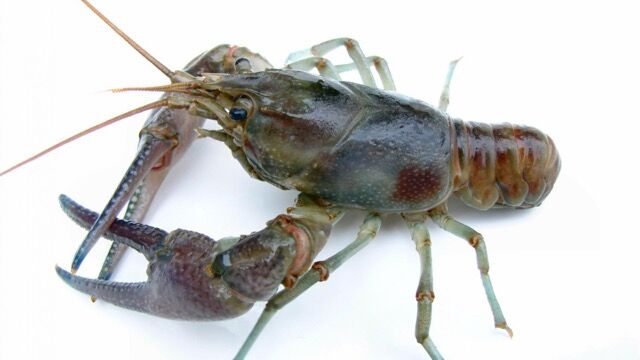 CNHI Outdoors: Trends involving crayfish in Pennsylvania's waterways