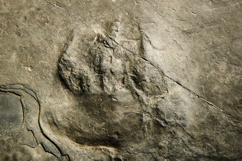 dinosaur tracks tumbler ridge