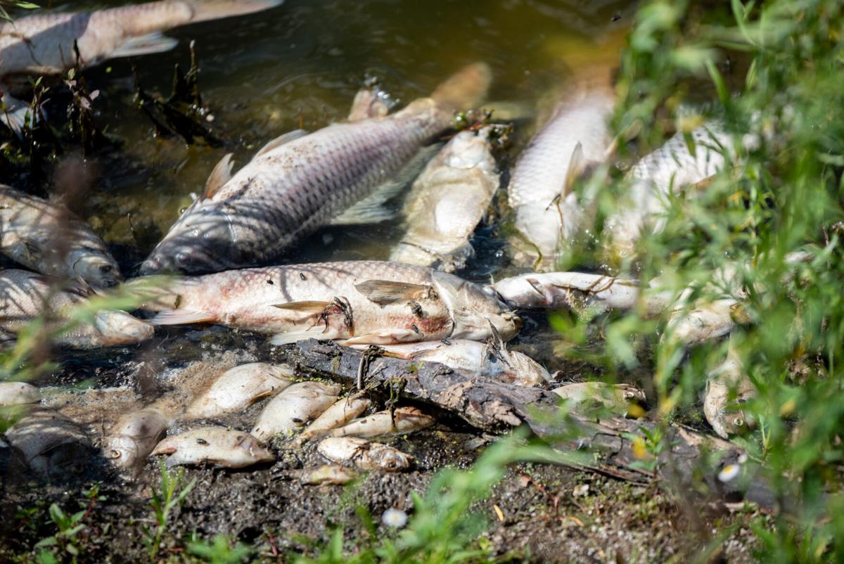 DeadFish-TM-1.jpg