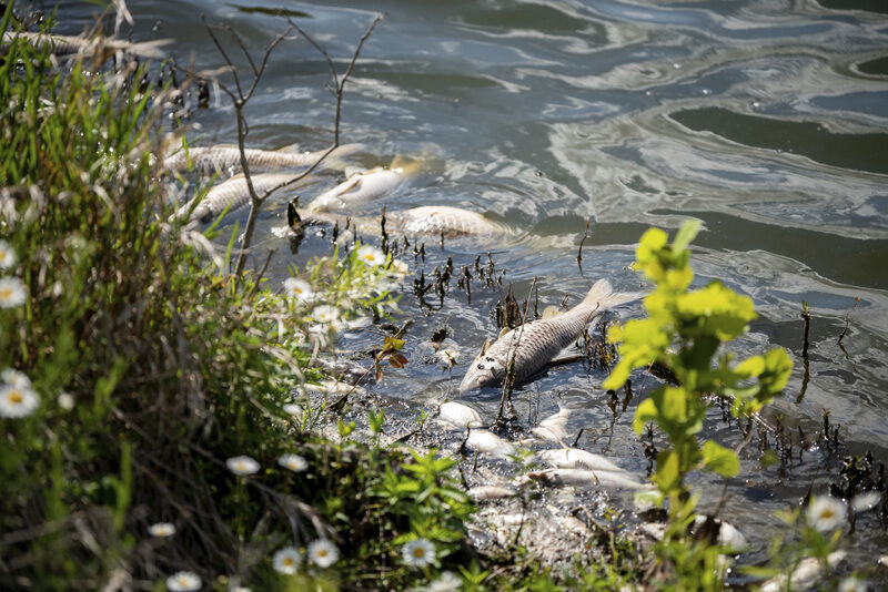 dead fish