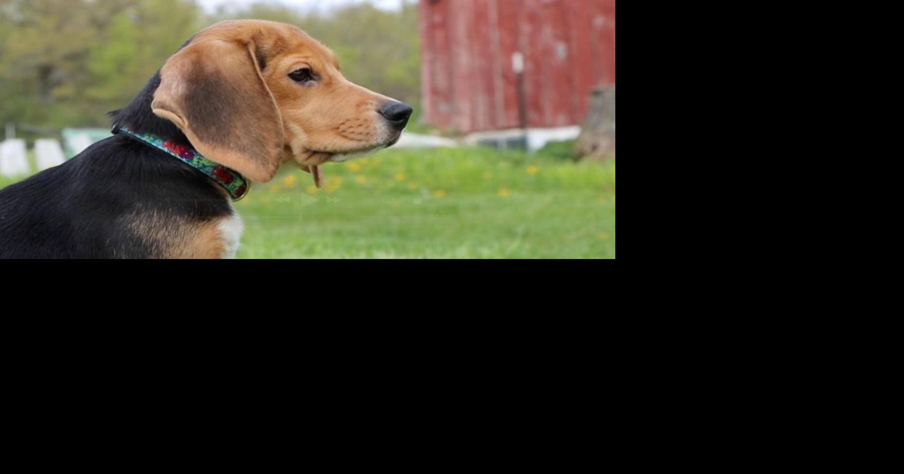Animal Welfare Protest Wisconsin