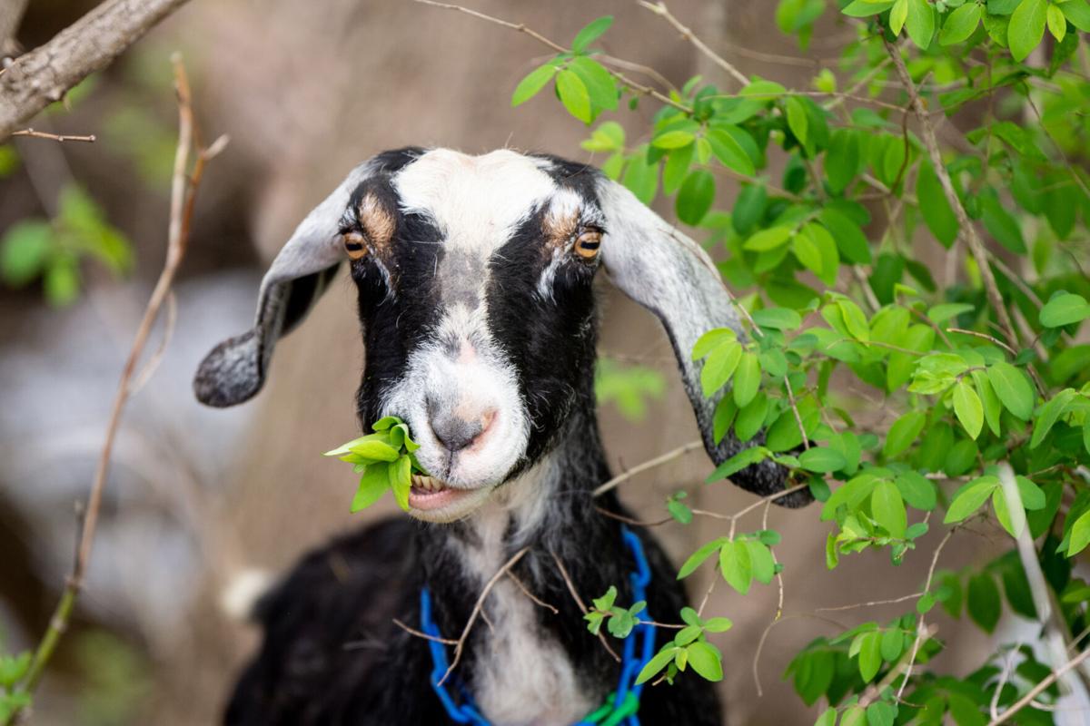 goats
