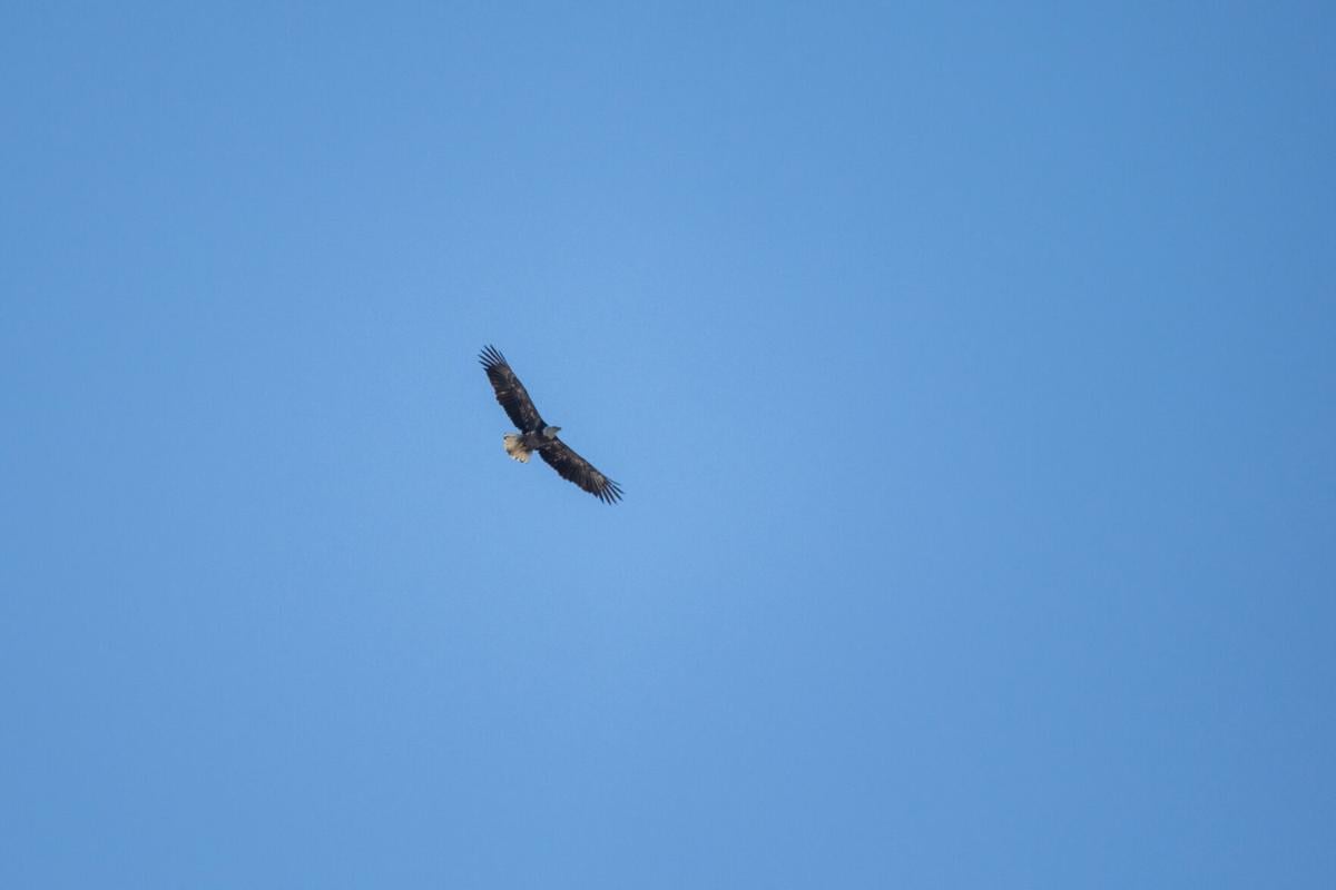 EagleFest-TM-9.jpg