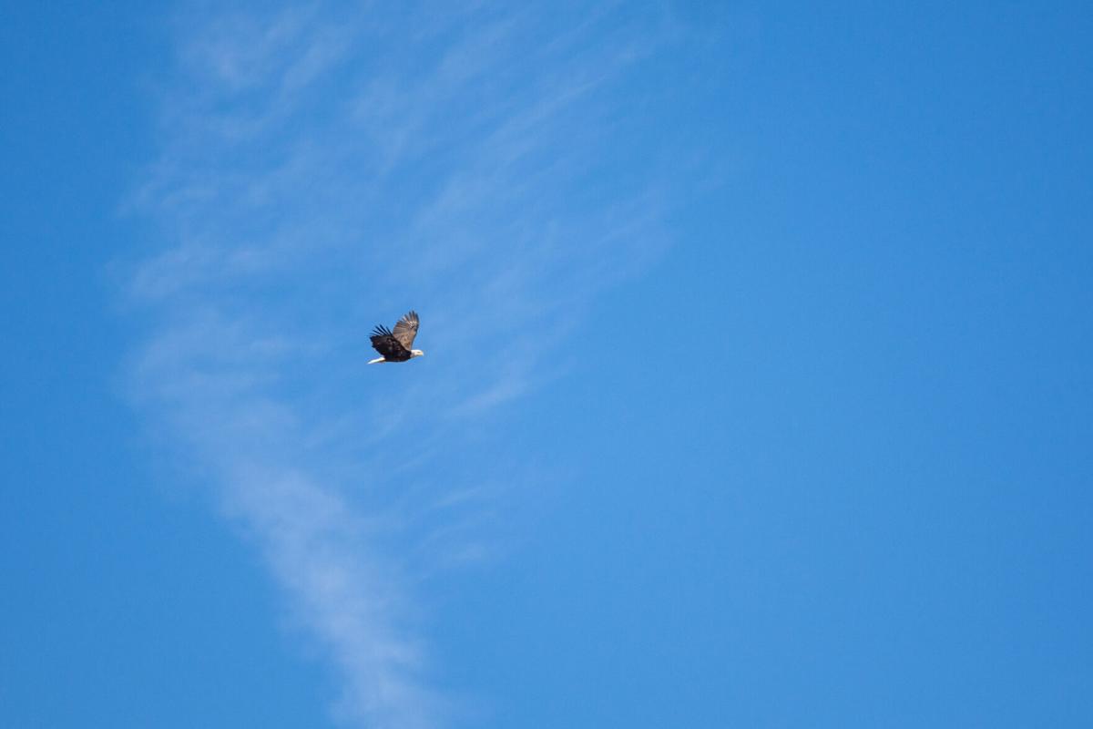 EagleFest-TM-10.jpg