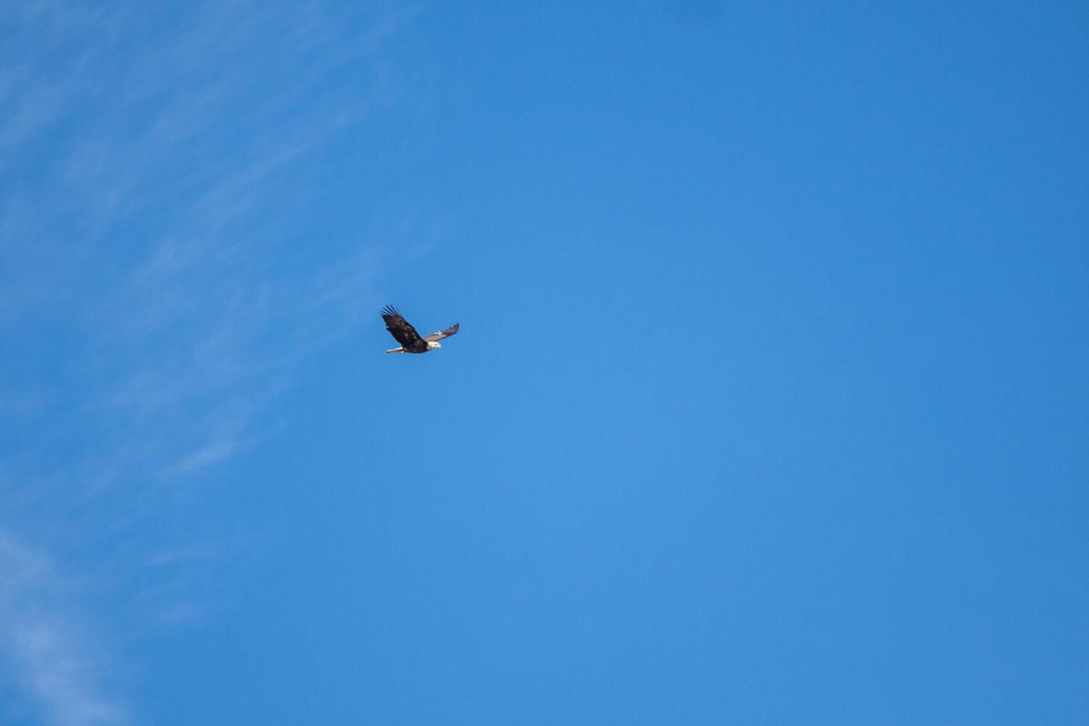 EagleFest-TM-11.jpg