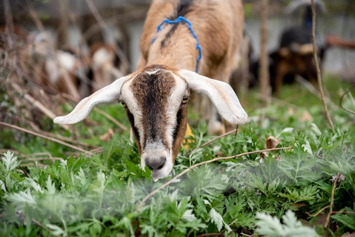 goats