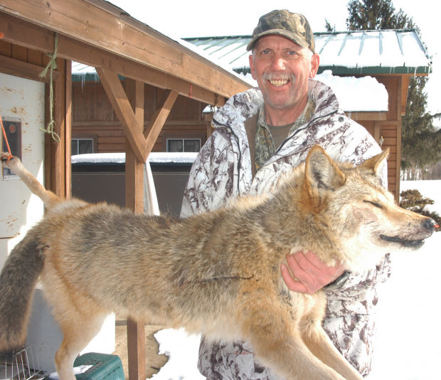 coyote hunting greyhounds for sale