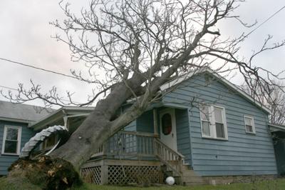 Tree blown onto house