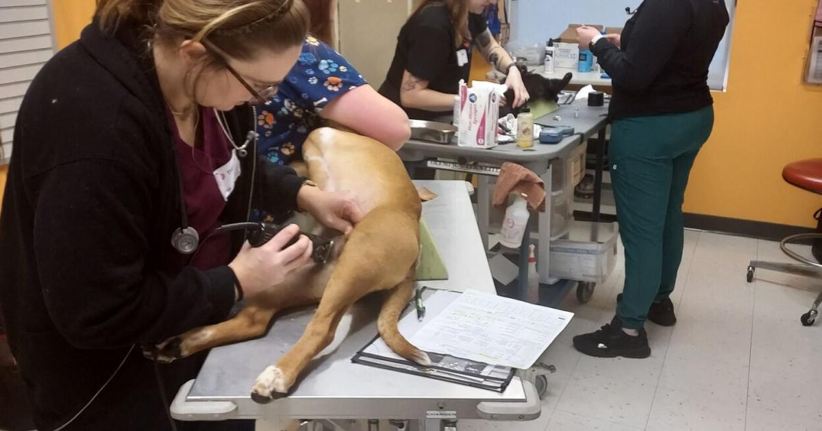 OUTLOOK 2023: How spay/neuter creates healthier communities | Local News OUTLOOK 2023: How spay/neuter creates healthier communities | Local News