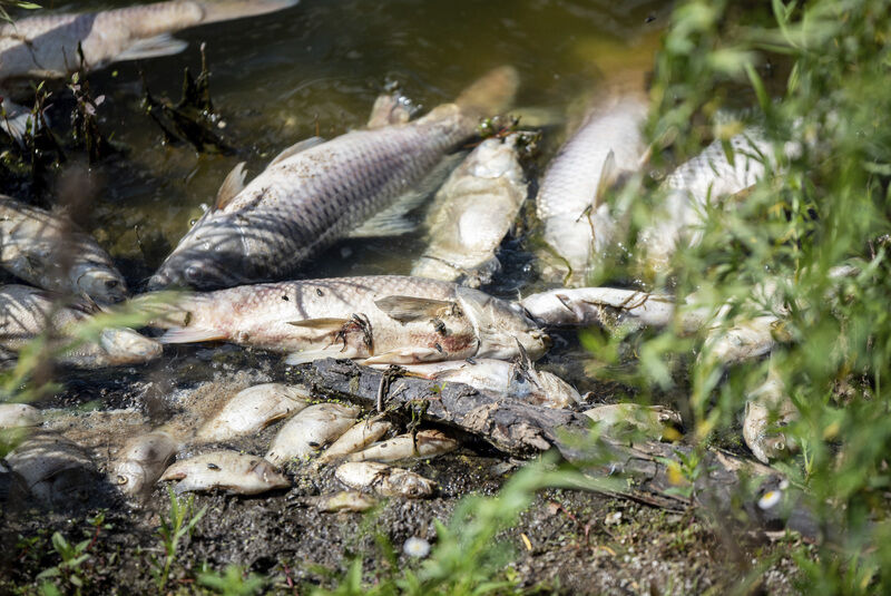 dead fish