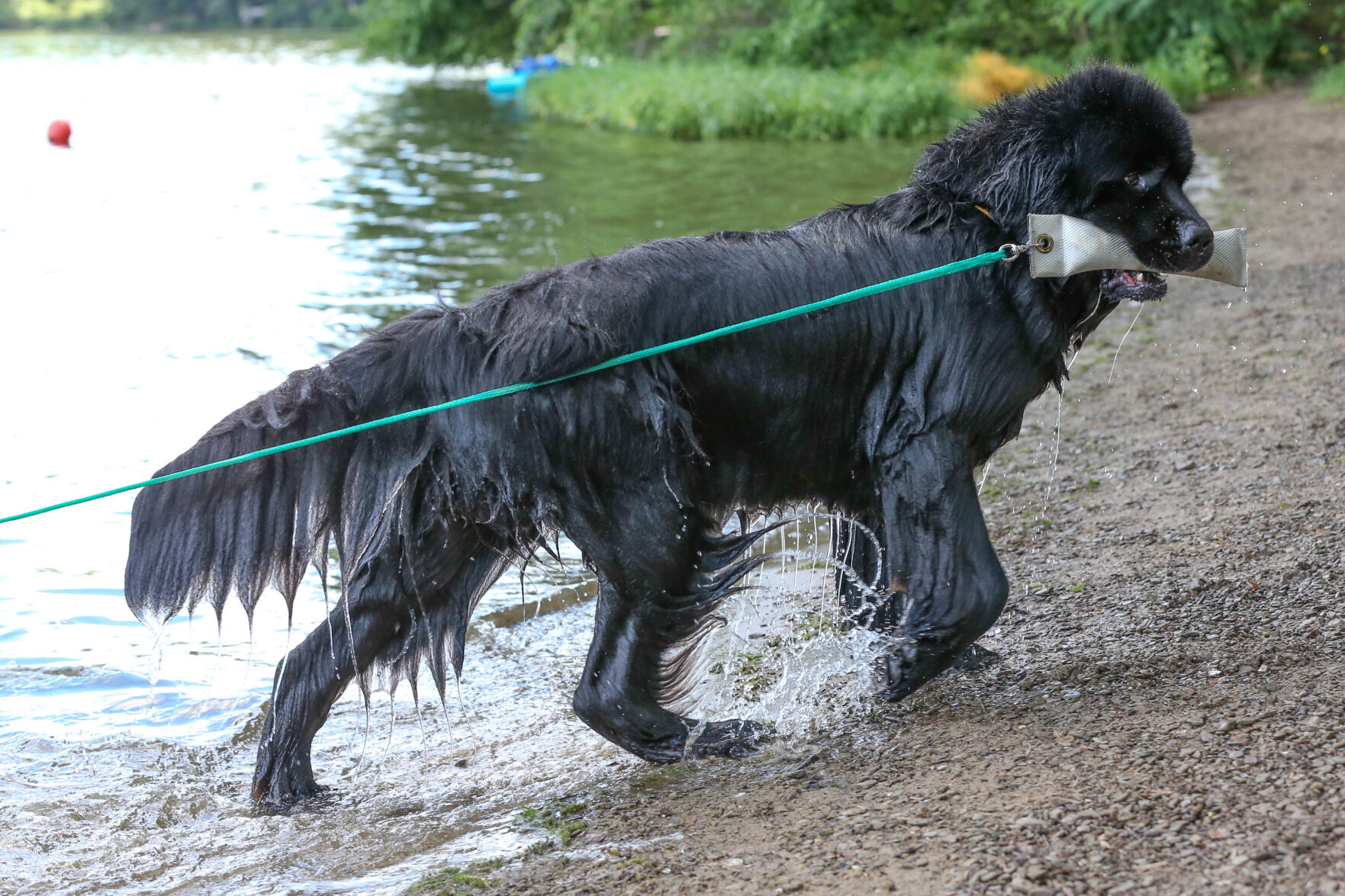 Newfoundland dog clearance water dogs