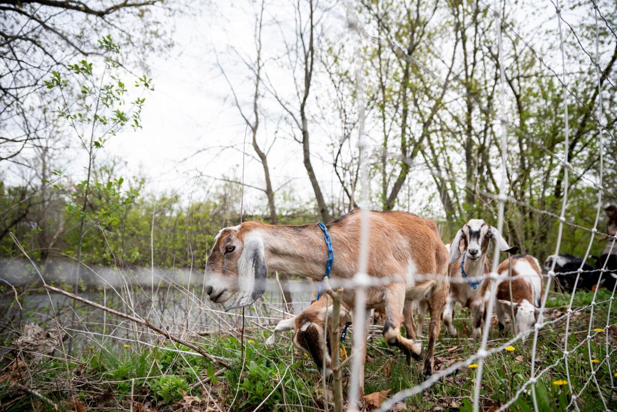 goats