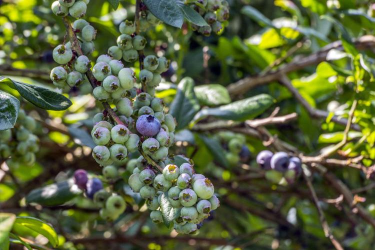 Savoring the summertime blues at Pete's Berry Farm | Local ...
