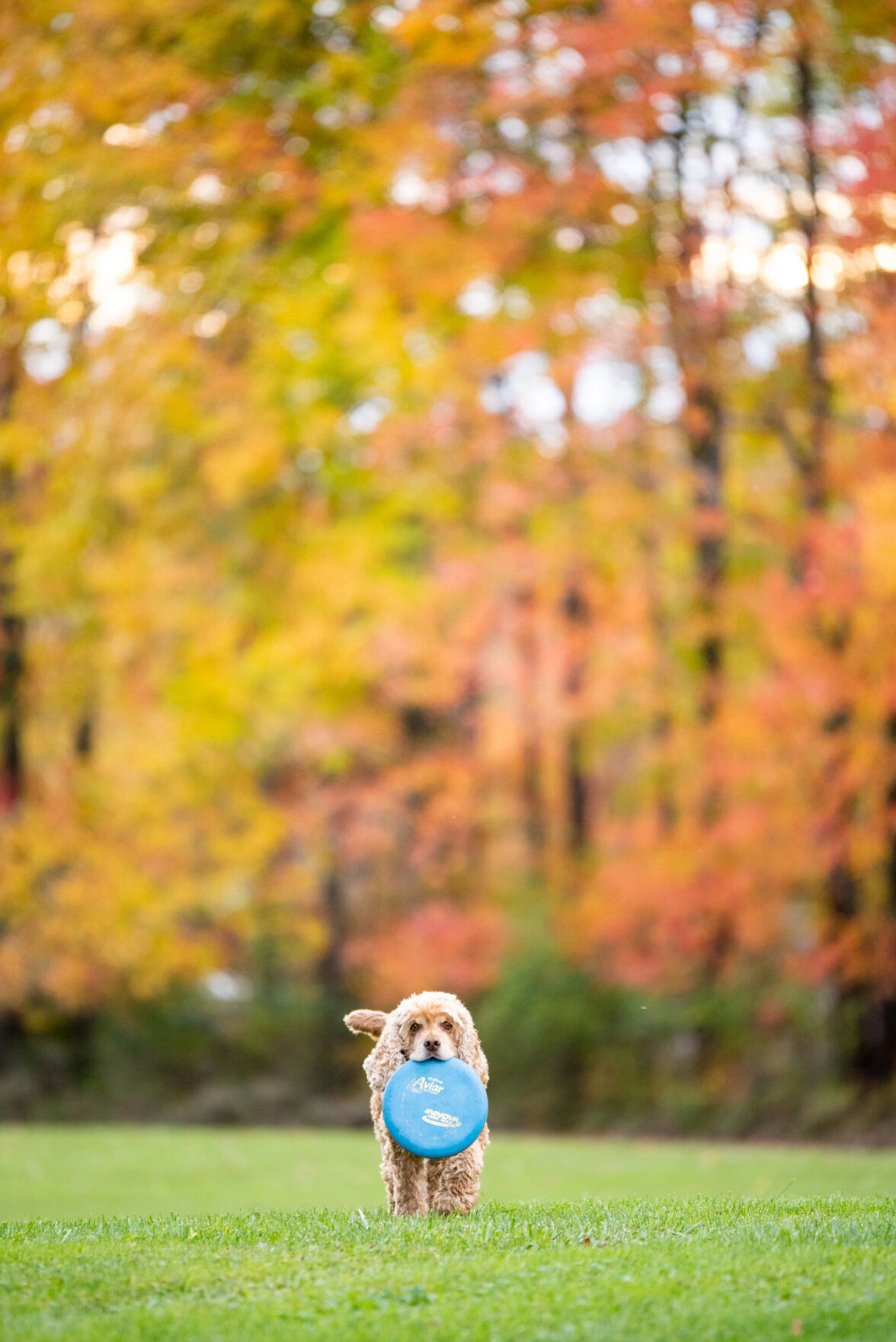 FallDog-TM-1.jpg