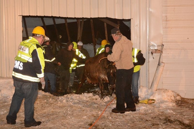 Livestock auction housing rescued dairy cows