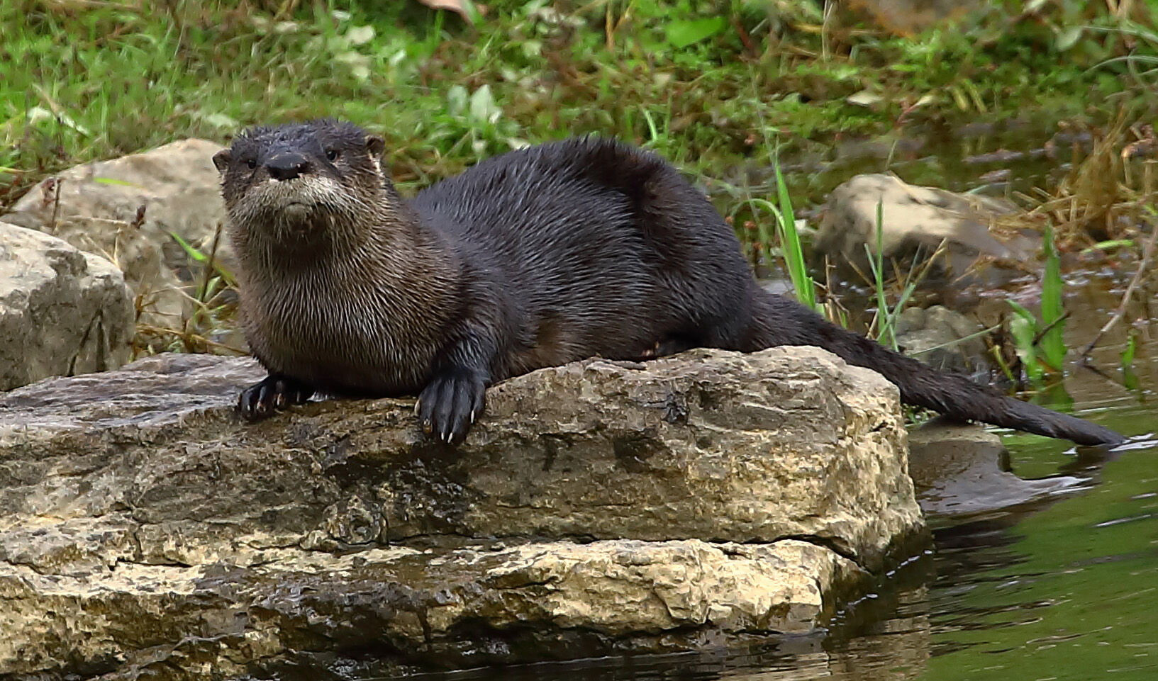 Patience – and a cooperating otter photo