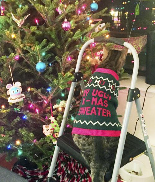 Cats And Dogs Partying Like Animals In Ugly Holiday Sweaters Community Sharonherald Com