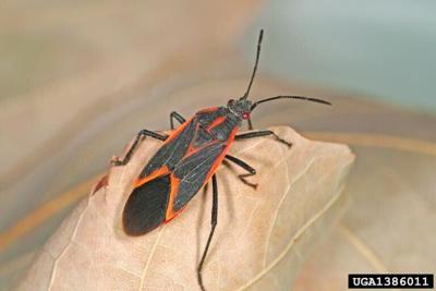 Box Elder Bug