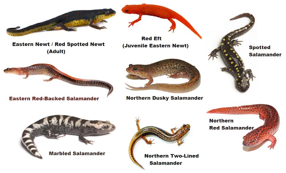 Pet Salamanders Types Pet Salamanders Types