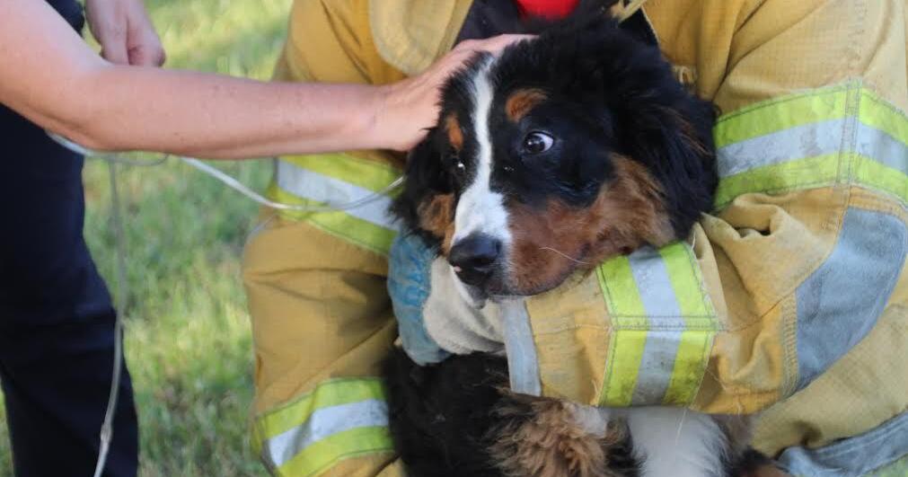 Area firefighters rescue animals during house fire | Police | shipnc.com
