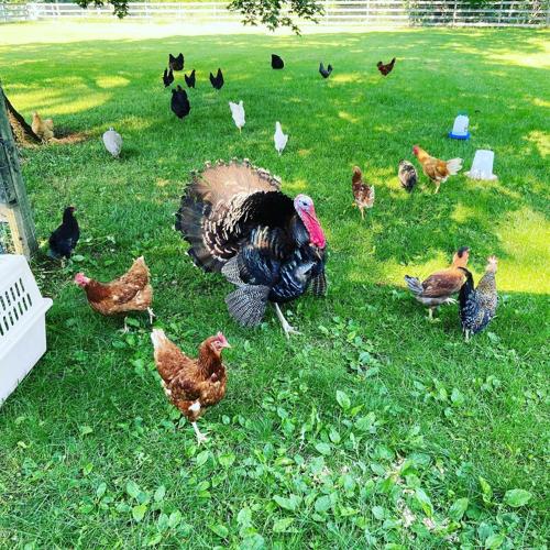 Shippensburg farmer faces 450 counts of aggravated animal cruelty