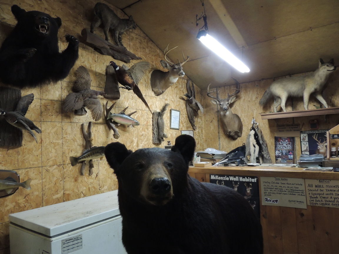 Rifle season is a busy time of year for area taxidermists | Vts Sports |  shipnc.com