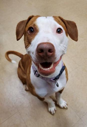 Cumberland Valley Animal Shelter Pets of the Week | Cvas Cumberland Valley Animal Shelter Pets of the Week | Cvas