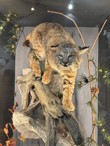 Twep Exploring the Tuscarora Wildlife Education Project; a BIG adventure in ...