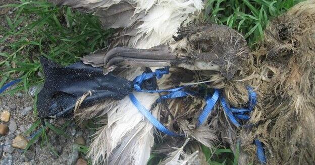 Balloons Sent Heavenward Create Hell on Earth for Wildlife