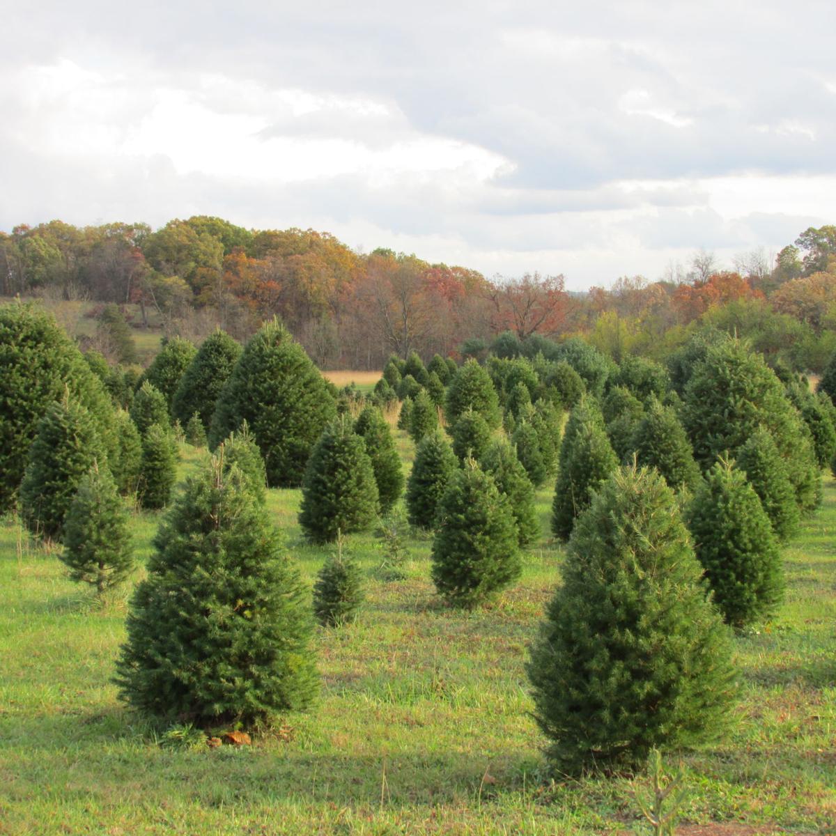 Long Family Branches Out To Take Over Tree Farm Free Announcements Shipnc Com
