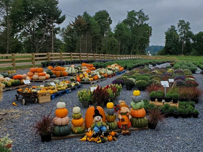 Cherry Grove Farm offers a taste of autumn Local News