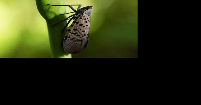 Spotted Lanternfly is still a problem! - Vimarsana News