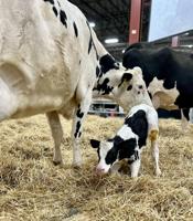 Cedar Pine Farm welcomes calf of at PA Farm Show