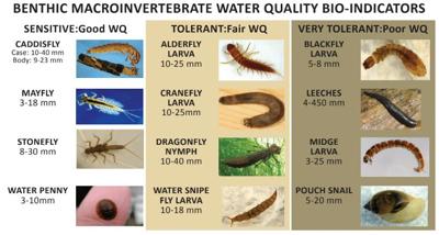 STREAM OF CONSCIOUSNESS: Macroinvertebrates 101 | Stream of Consciousness |  