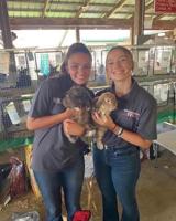Down on the farm: FFA members prove their skills in the ring at the Shippensburg Fair