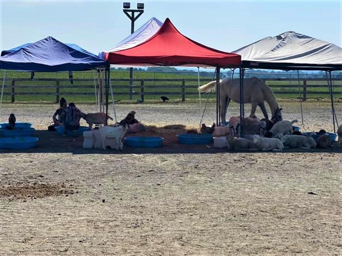 Shippensburg farmer faces 450 counts of aggravated animal cruelty