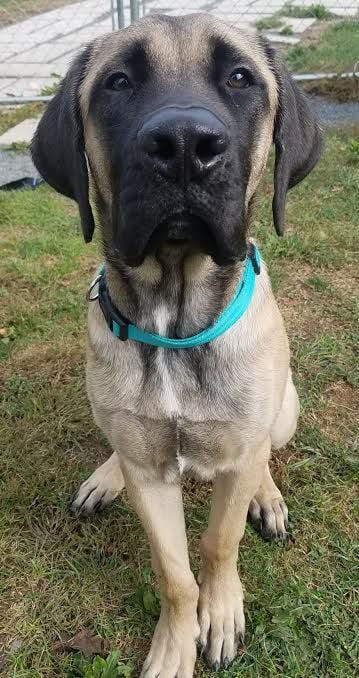 Hercules sales the mastiff