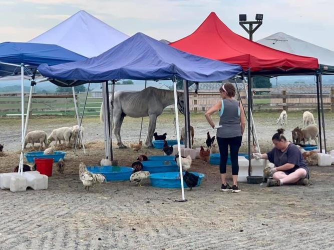 Shippensburg farmer faces 450 counts of aggravated animal cruelty