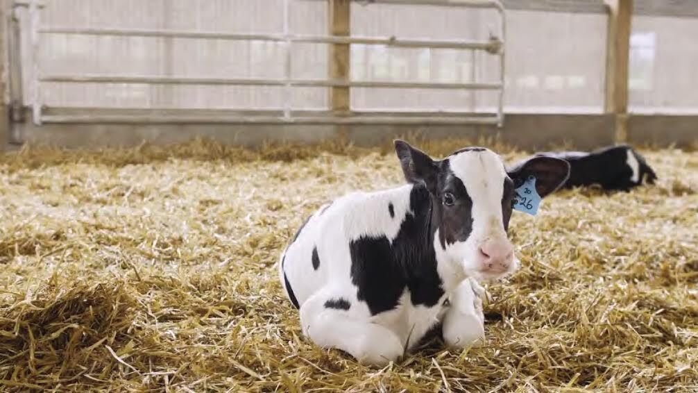 From cow to consumer A journey of Pennsylvania milk Free