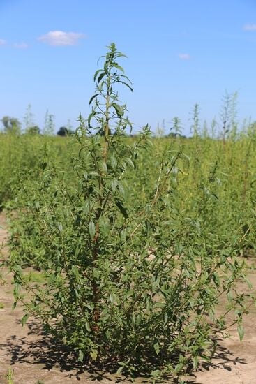 STREAM OF CONSCIOUSNESS: Waterhemp | Stream of Consciousness | shipnc.com