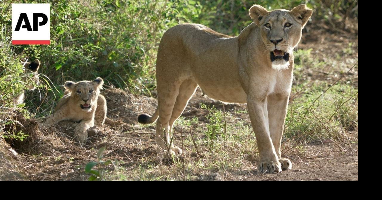 Living near lions: Nairobi’s expansion creates human-wildlife collision in Kenya