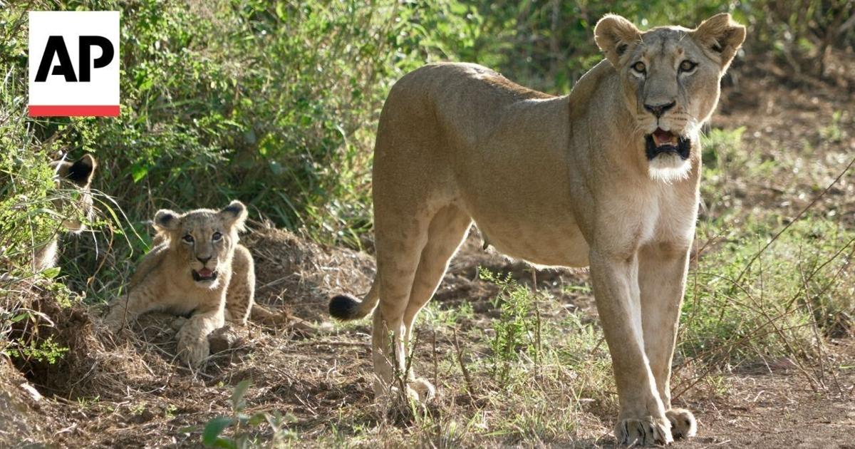 Living near lions: Nairobi’s expansion creates human-wildlife collision in Kenya